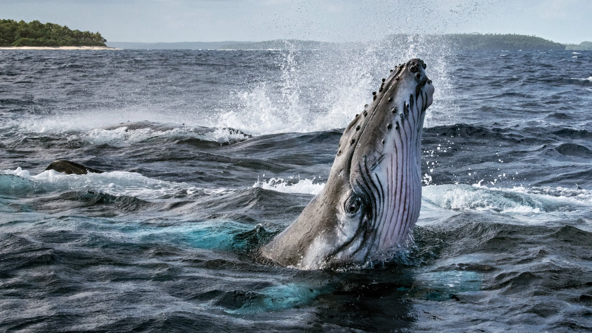 Bí Ẩn Của Loài Cá Voi (Secrets of the Whales)