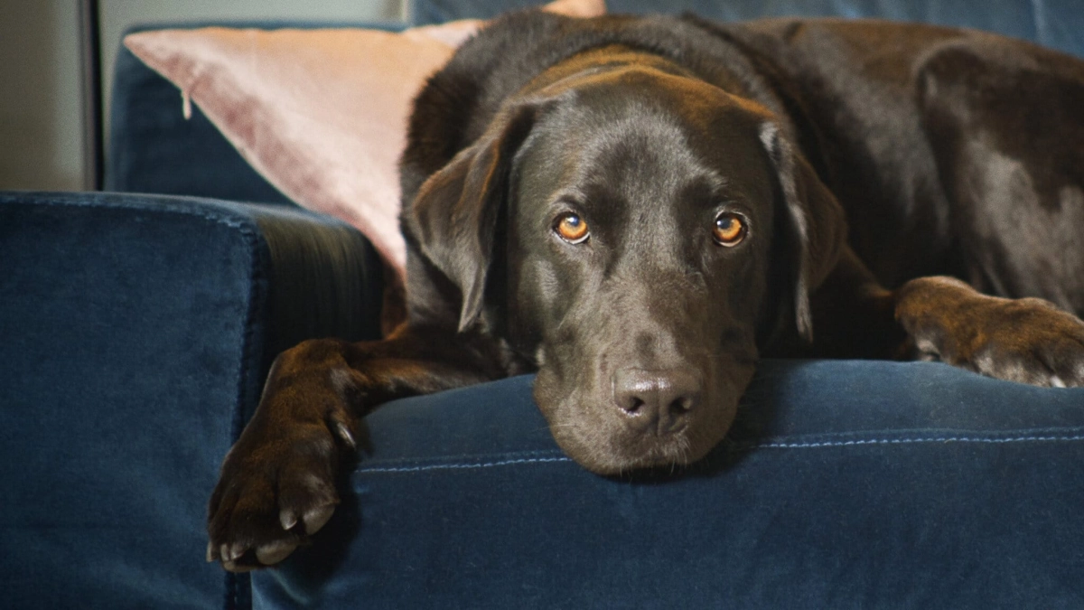 The Secret Life of Our Pets (The Secret Life of Our Pets)